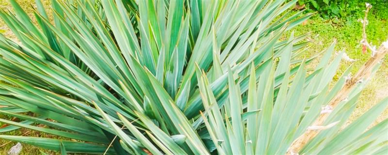 凤尾兰能不能扦插,春季或初夏是最佳扦插时期