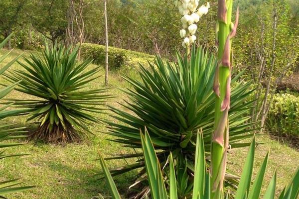 凤尾兰能不能扦插，春季或初夏是最佳扦插时期