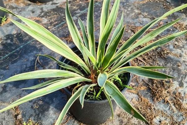 凤尾兰能不能扦插，春季或初夏是最佳扦插时期