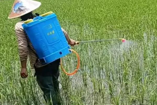 水稻打二甲四氯会不会减产，喷施不当会抑制分蘖影响产量