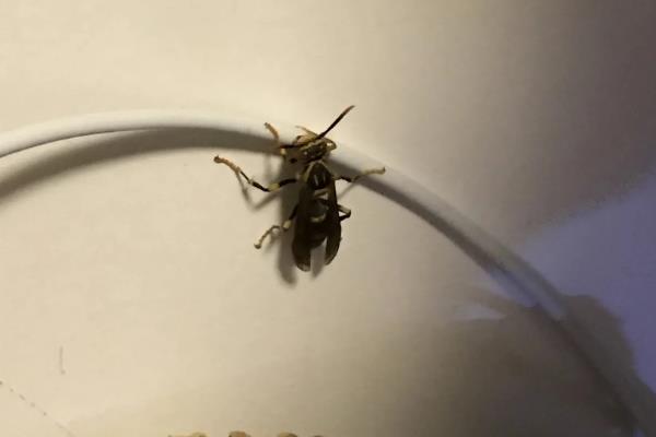 家里来蜜蜂的预兆，象征着团结、奉献、求实等