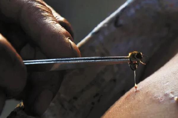家里来蜜蜂的预兆，象征着团结、奉献、求实等
