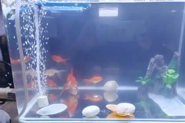 鱼缸的水变白有什么影响，会导致细菌和微生物增多