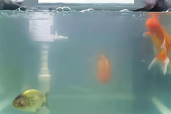 鱼缸的水变白有什么影响，会导致细菌和微生物增多