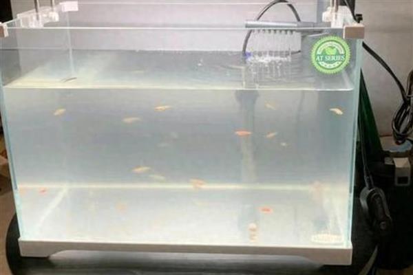 鱼缸的水变白有什么影响，会导致细菌和微生物增多