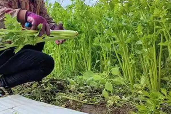 芹菜能割几茬，大约为3-5次左右