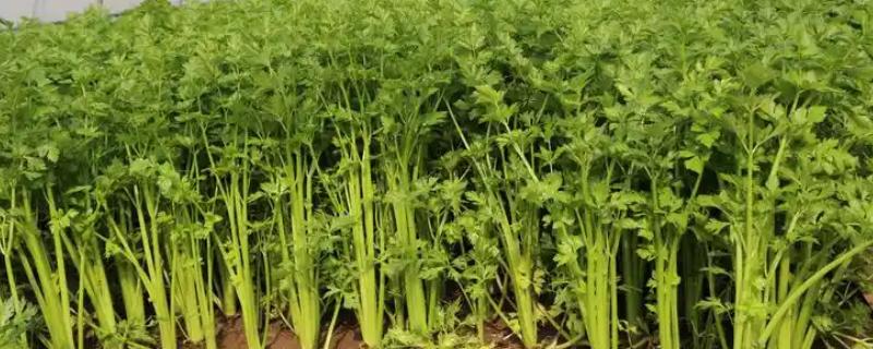 芹菜能割几茬，大约为3-5次左右