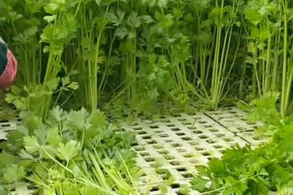 芹菜能割几茬，大约为3-5次左右