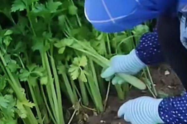 芹菜能割几茬，大约为3-5次左右