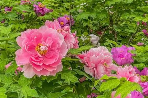牡丹花的象征，代表国色天香、不畏强权等含义