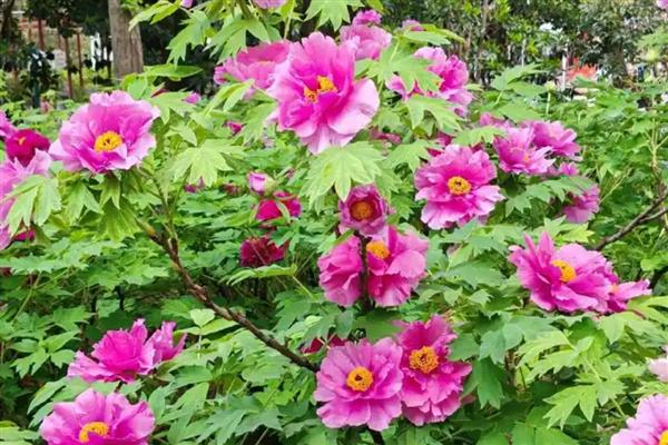 牡丹花的象征，代表国色天香、不畏强权等含义