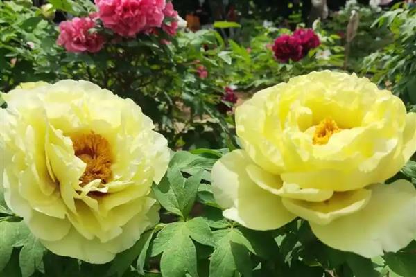 牡丹花的象征，代表国色天香、不畏强权等含义