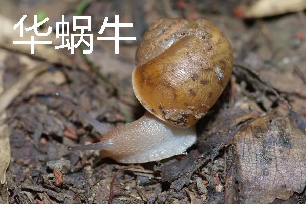 蜗牛有牙齿吗，整齐且均匀地排列在舌头上