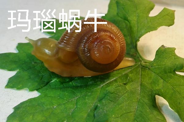 蜗牛有牙齿吗，整齐且均匀地排列在舌头上