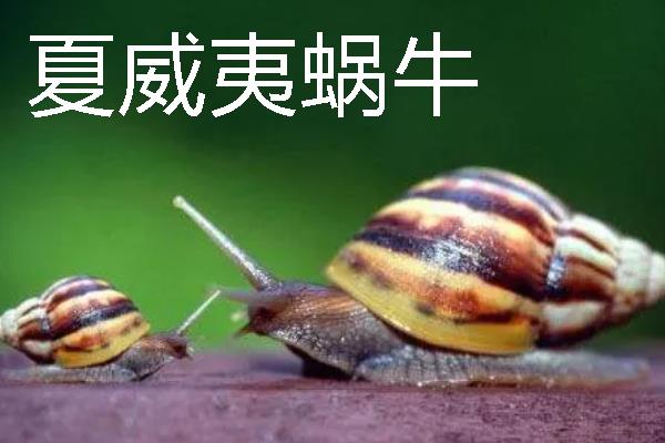 蜗牛有牙齿吗，整齐且均匀地排列在舌头上
