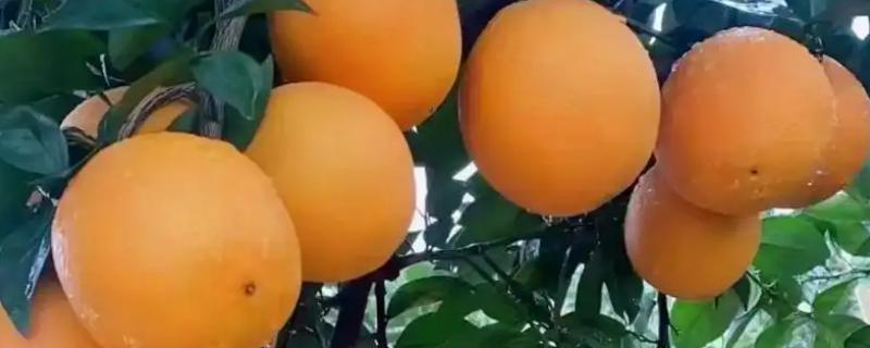 脐橙有什么品种，赣南脐橙、信丰脐橙等品种很常见