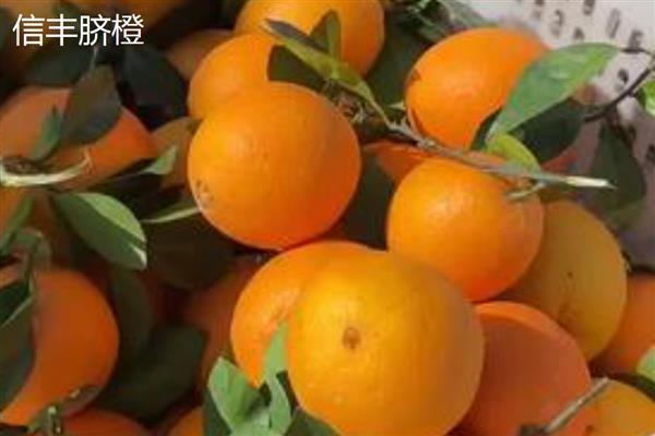 脐橙有什么品种，赣南脐橙、信丰脐橙等品种很常见