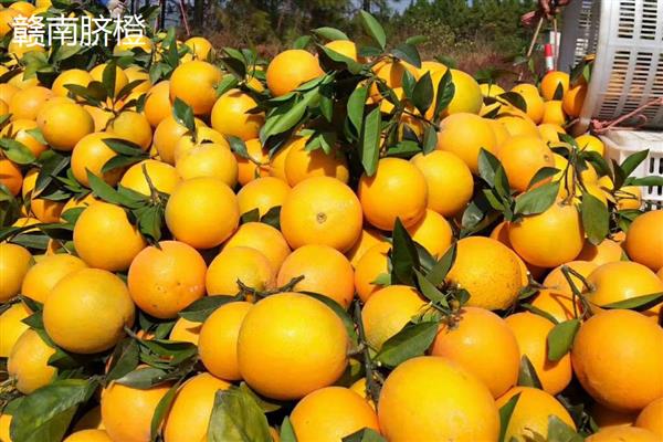 脐橙有什么品种，赣南脐橙、信丰脐橙等品种很常见