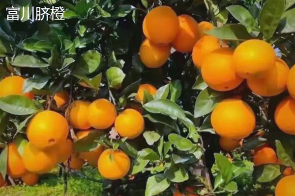 脐橙有什么品种，赣南脐橙、信丰脐橙等品种很常见