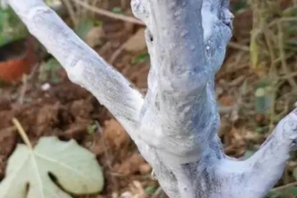 在北方的院子里种桂花冬季能否存活，入冬前追施热性肥料可让植株顺利过冬