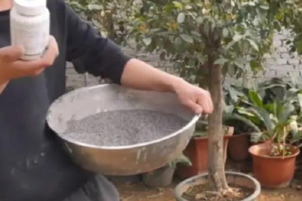 在北方的院子里种桂花冬季能否存活，入冬前追施热性肥料可让植株顺利过冬