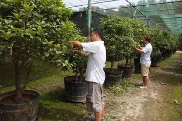 在北方的院子里种桂花冬季能否存活，入冬前追施热性肥料可让植株顺利过冬