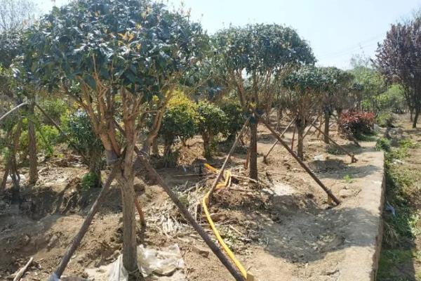 在北方的院子里种桂花冬季能否存活，入冬前追施热性肥料可让植株顺利过冬