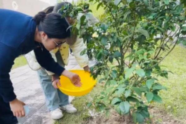 在北方的院子里种桂花冬季能否存活，入冬前追施热性肥料可让植株顺利过冬