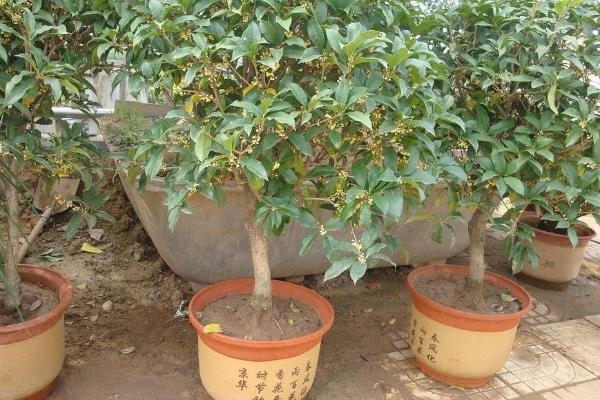 在北方的院子里种桂花冬季能否存活，入冬前追施热性肥料可让植株顺利过冬