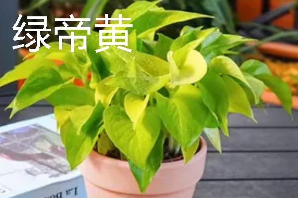 适合长期在室内养殖的花卉，有蝴蝶兰、一品红等