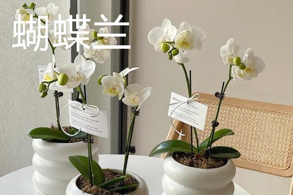 适合长期在室内养殖的花卉，有蝴蝶兰、一品红等
