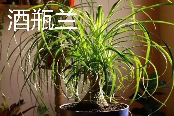 适合长期在室内养殖的花卉，有蝴蝶兰、一品红等