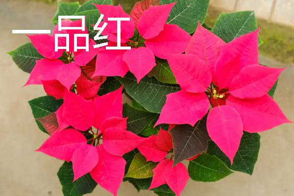 适合长期在室内养殖的花卉，有蝴蝶兰、一品红等
