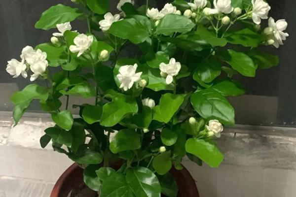 家里养茉莉对风水好不好，家里养茉莉风水好