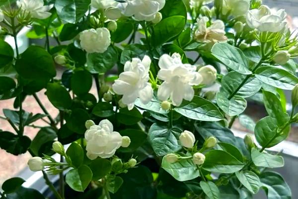 家里养茉莉对风水好不好，家里养茉莉风水好