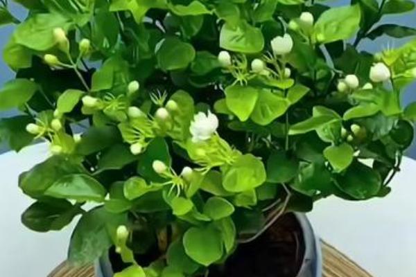 家里养茉莉对风水好不好，家里养茉莉风水好
