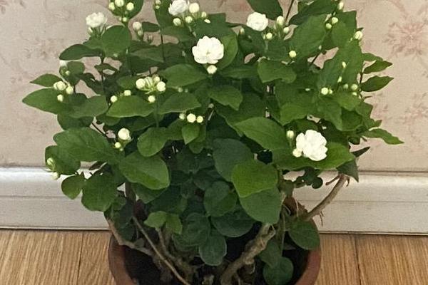 家里养茉莉对风水好不好，家里养茉莉风水好