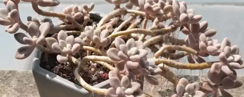 艾伦的养殖方法，通常每周浇水一次