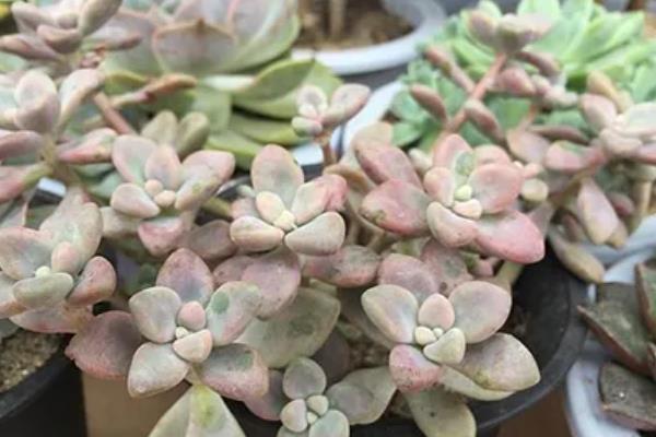艾伦的养殖方法，通常每周浇水一次