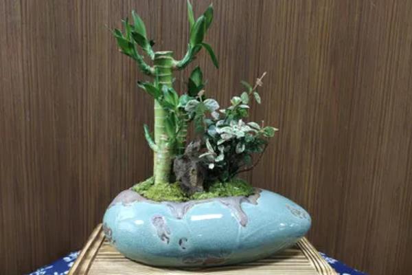 富贵竹有没有毒，气味和汁液都不含毒素