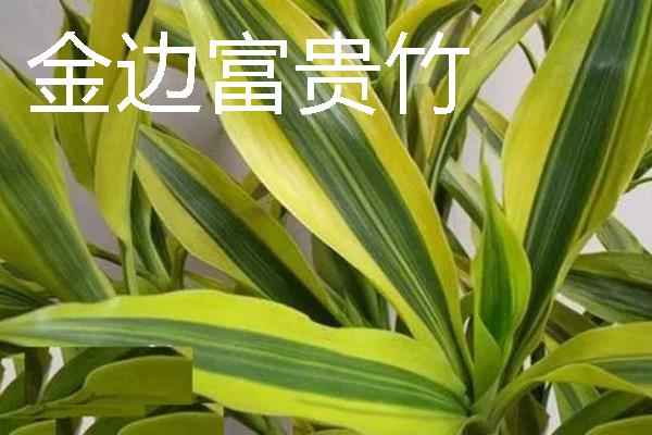 富贵竹有没有毒，气味和汁液都不含毒素