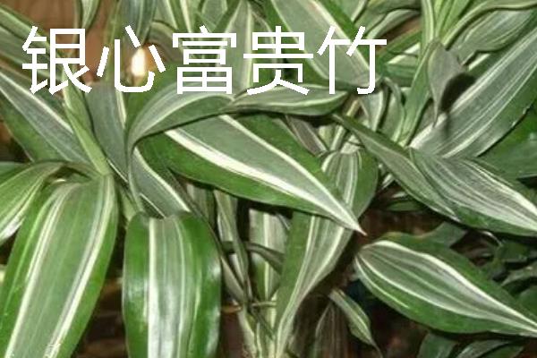 富贵竹有没有毒，气味和汁液都不含毒素
