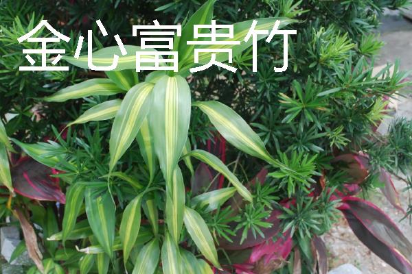 富贵竹有没有毒，气味和汁液都不含毒素