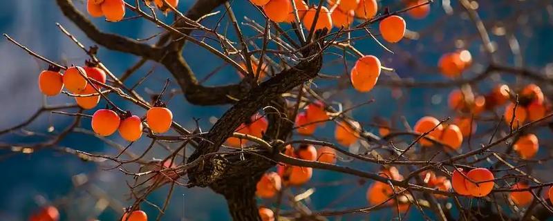 柿子树怎么种植，带土移栽并对根部覆盖稻草