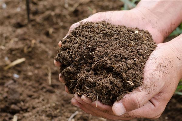 柿子树怎么种植，带土移栽并对根部覆盖稻草