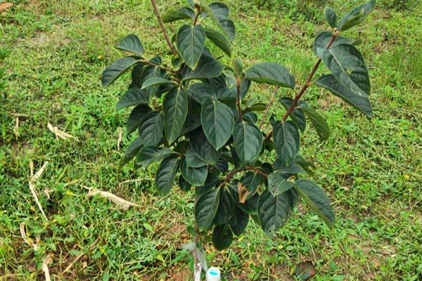 柿子树怎么种植，带土移栽并对根部覆盖稻草