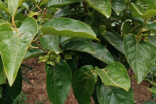 柿子树怎么种植，带土移栽并对根部覆盖稻草