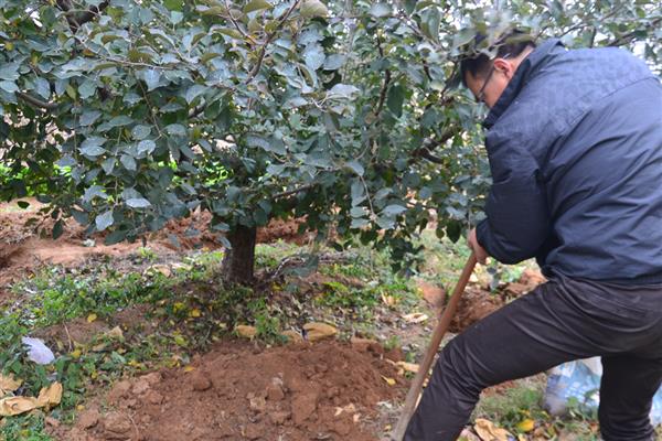 柿子树怎么种植，带土移栽并对根部覆盖稻草