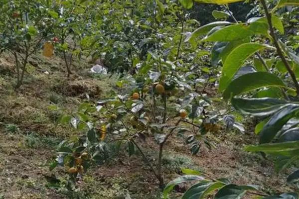 柿子树怎么种植，带土移栽并对根部覆盖稻草