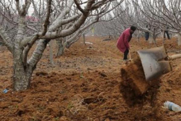 柿子树怎么种植，带土移栽并对根部覆盖稻草